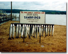 steelhead